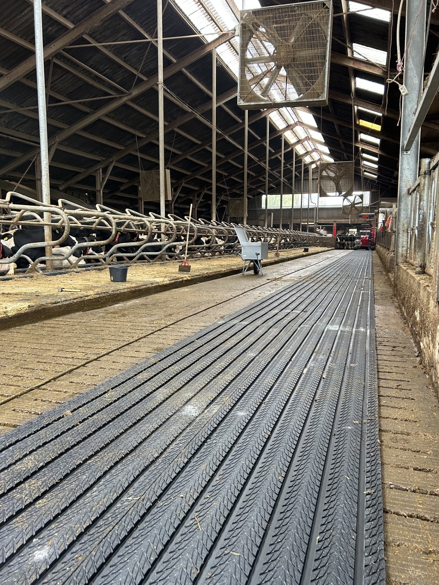 Uitrollen van V1 Groove rubber vloer in bestaande melkveestal